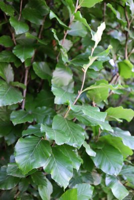 Fagus sylvatica 'Fastigiata, Dawyck Gold' - buk lesní - listy